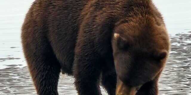 bear watching alaska