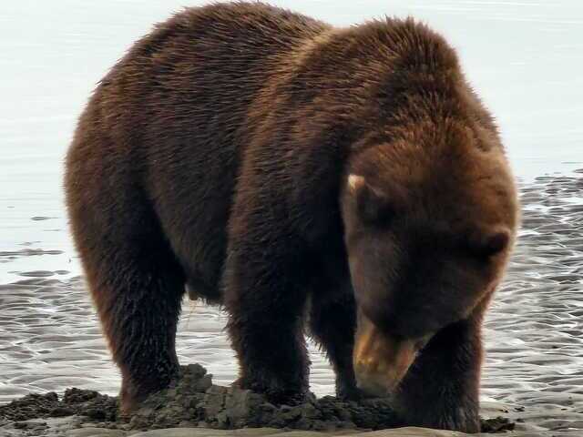 bear watching alaska