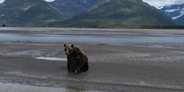 bear watching alaska