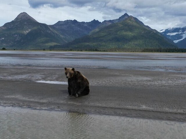 bear watching alaska