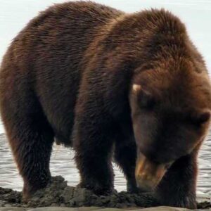 bear watching alaska