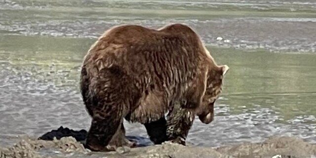 grizzly bear viewing alaska