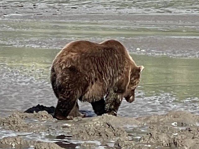 grizzly bear viewing alaska