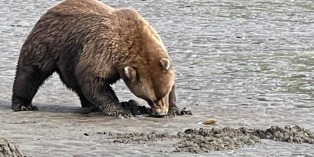 grizzly bear viewing alaska