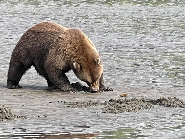 grizzly bear viewing alaska