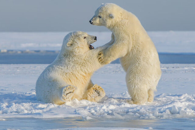 Polar Bear Alaska Polar Bear Alaska