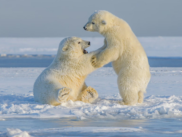 Polar Bear Alaska