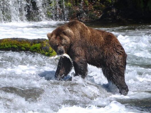 Bear Fish Catch