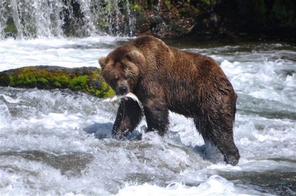 Bear Fish Catch