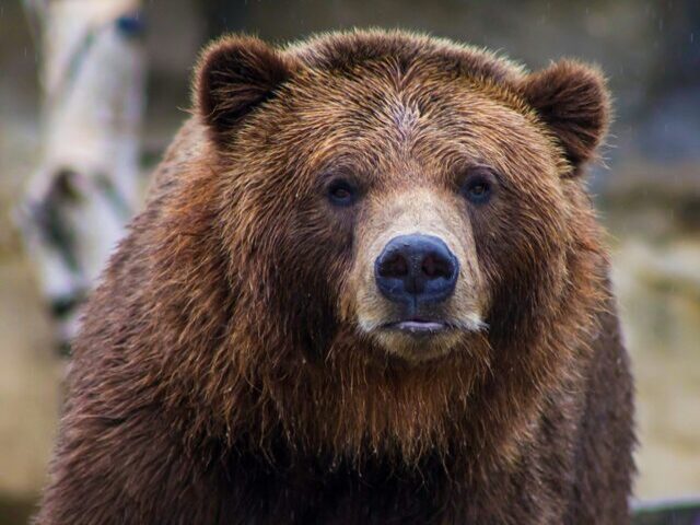 alaskan brown bear tours alaskan brown bear tours