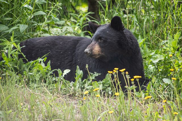 Black Bear 2 Black Bear