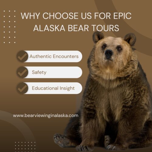 Bear Watching Alaska