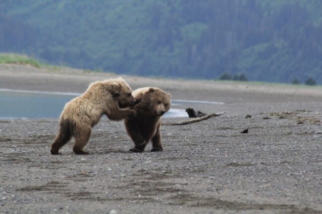 Wildlife Viewing in Alaska