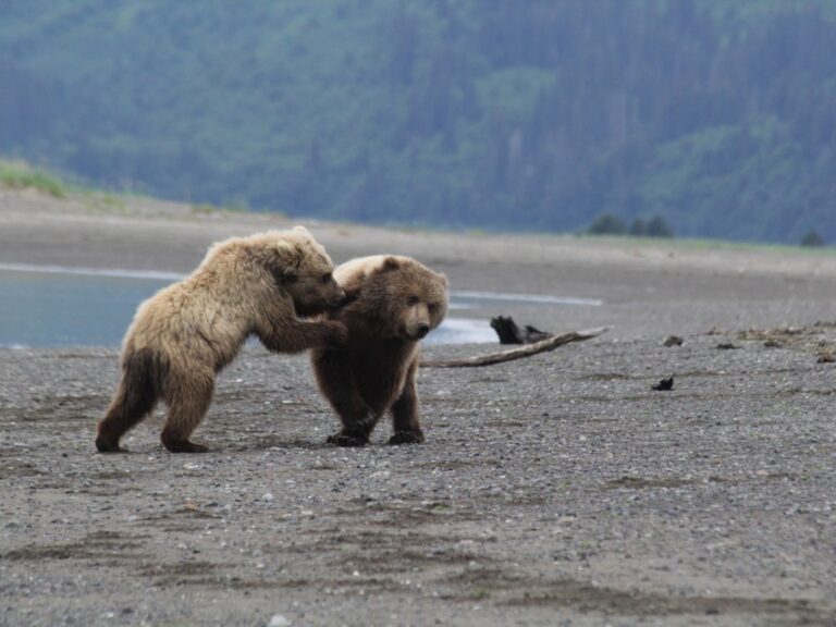 Wildlife Viewing in Alaska