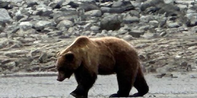 alaskan brown bear tours