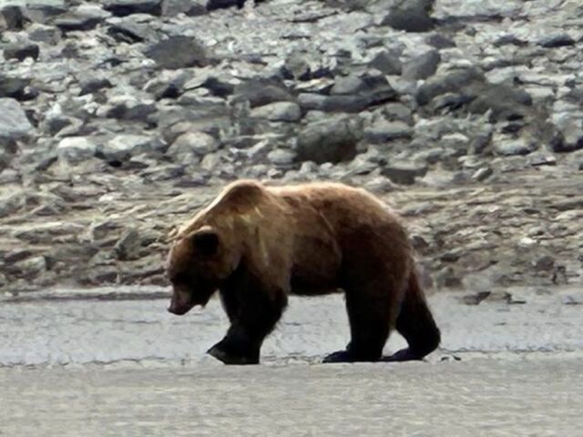 alaskan brown bear tours