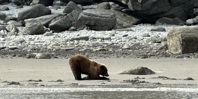 alaskan brown bear viewing