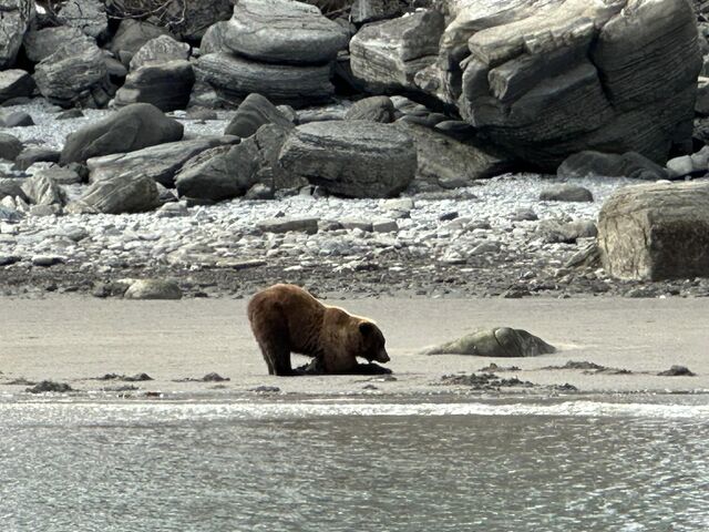 alaskan brown bear viewing