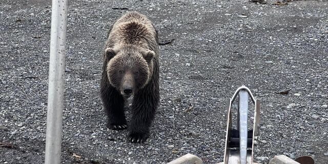 bear viewing alaska