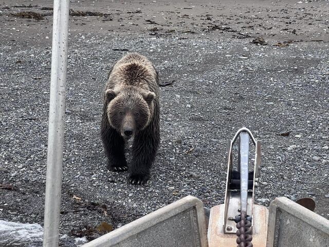 bear viewing alaska