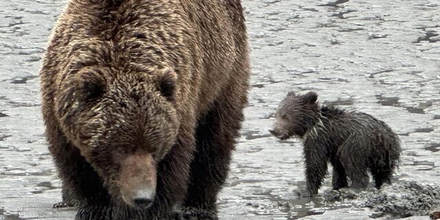 bear viewing alaska