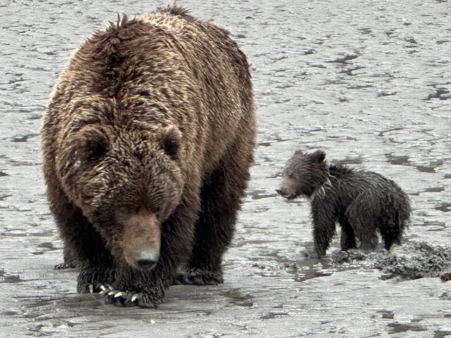 bear viewing alaska