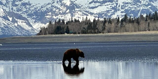 bear watching alaska