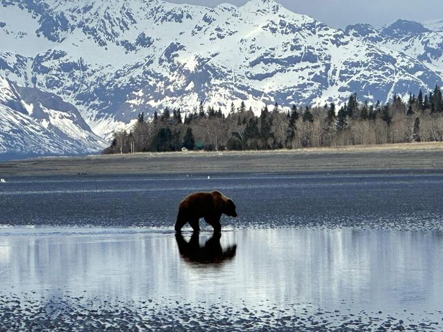 bear watching alaska