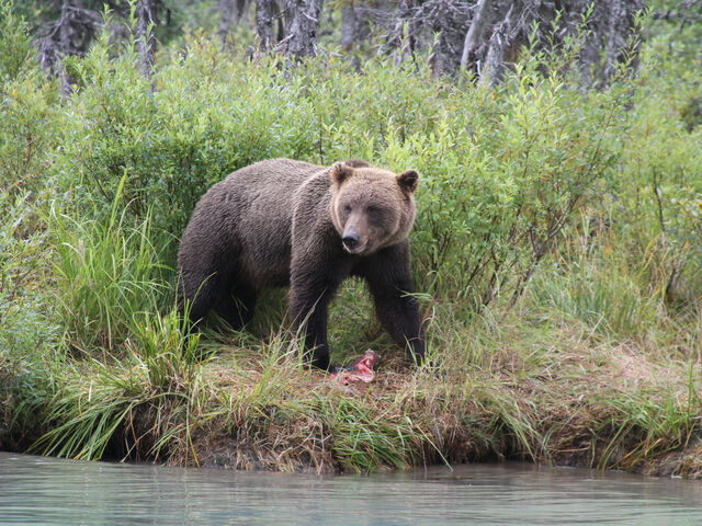 homer bear tours by boat