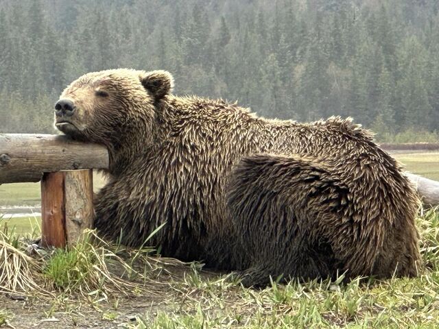 Bear Viewing in Alaska