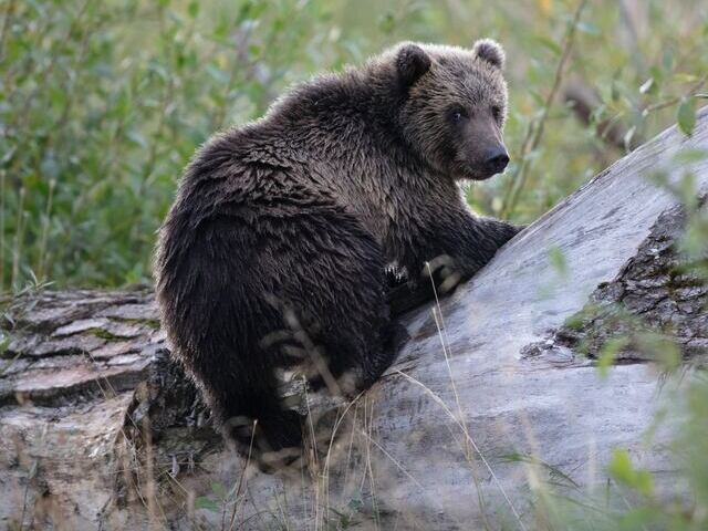 Black Bears