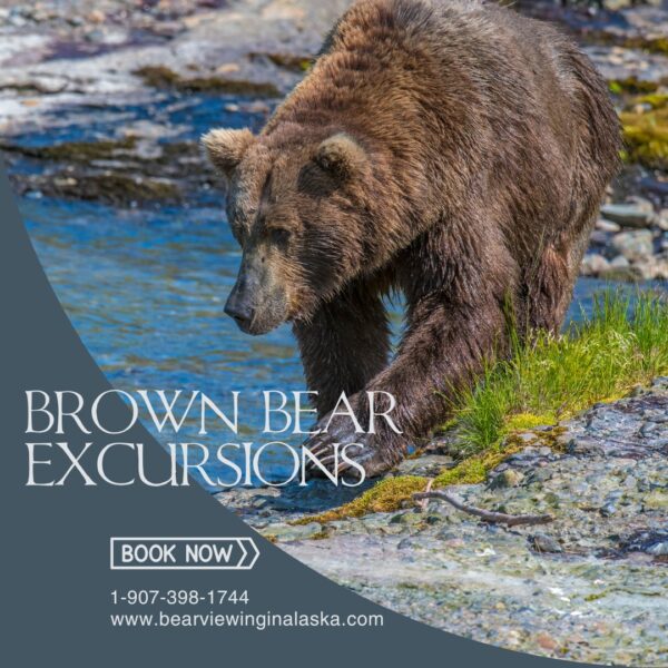 Brown Bear Excursions