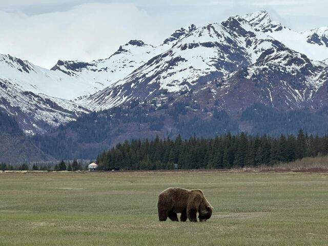 Bear Viewing in Alaska