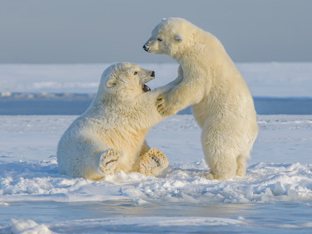 Exploring Polar Bears in Alaska: A Fascinating Adventure in the Wilderness