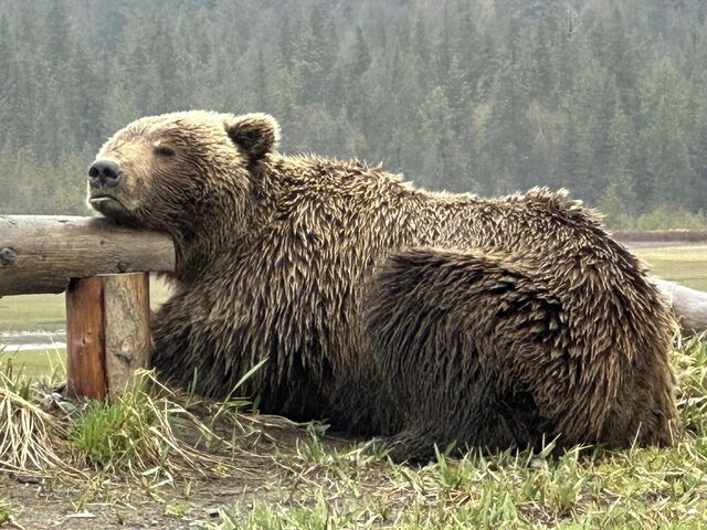 alaska bear viewing trips