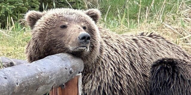 alaska bear viewing trips
