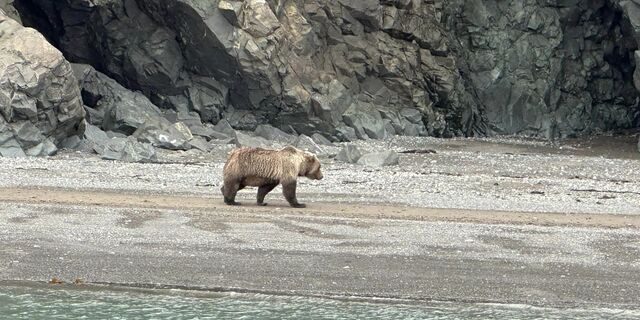 bear viewing tours in alaska