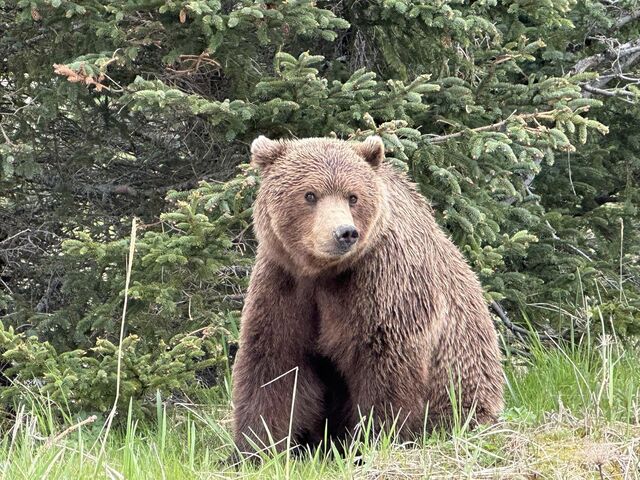 bear watching alaska