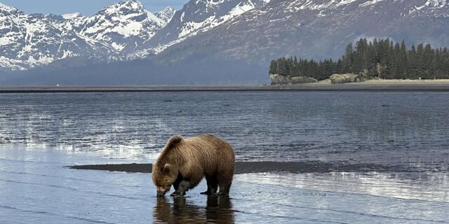bear watching alaska