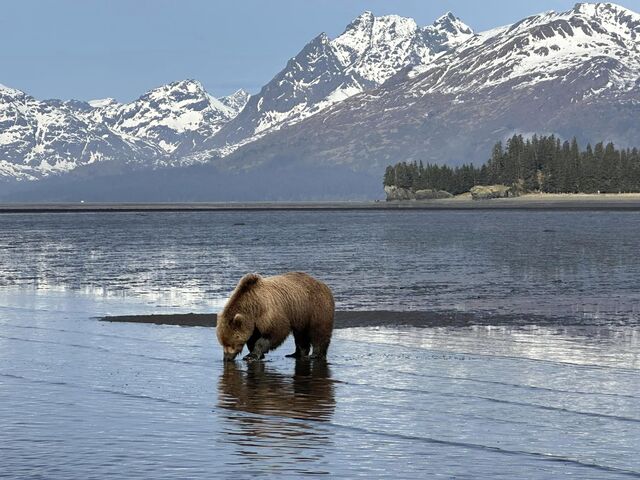Experience the Wild: Top-Rated Bear Viewing Tours in Alaska