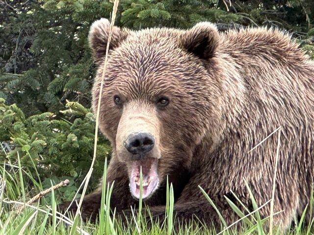 bear watching alaska