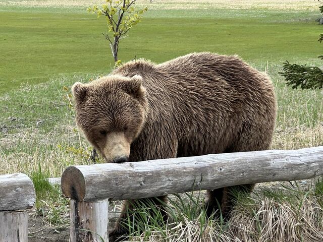 bear watching alaska