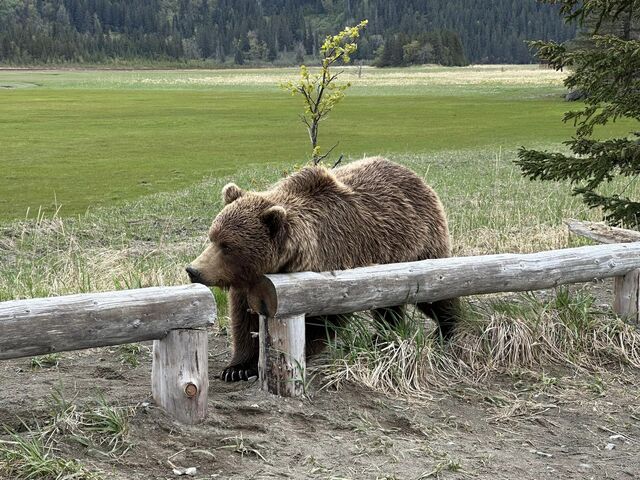 bear watching alaska