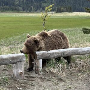 bear watching alaska