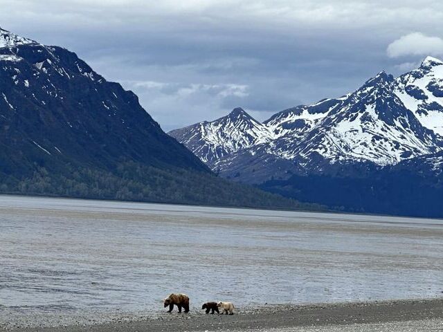 bear watching alaska