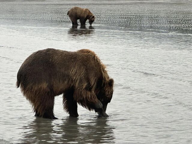 homer bear tours by boat