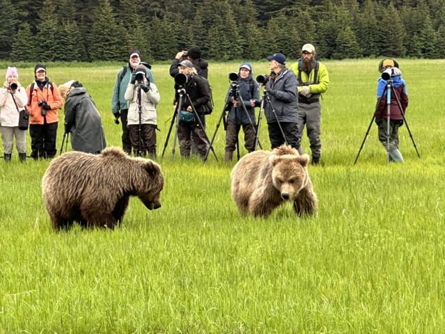 alaska bear viewing trips