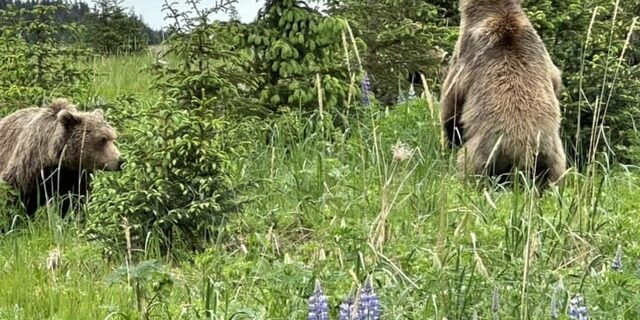 alaska bear viewing trips