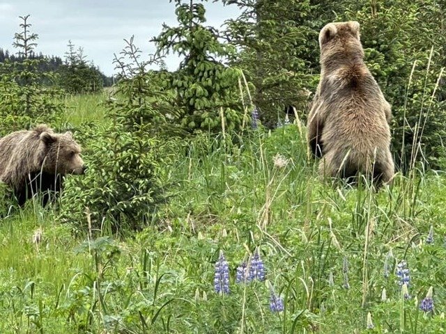 alaska bear viewing trips