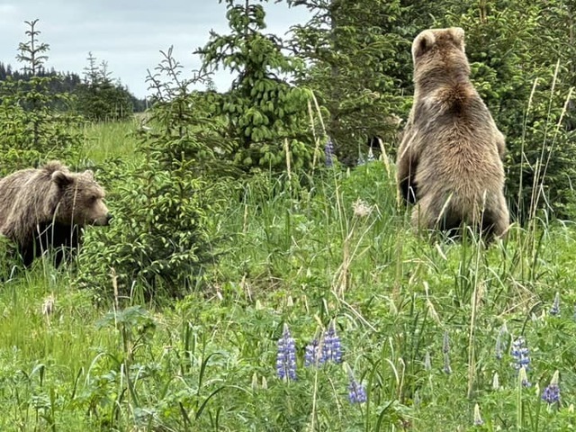 Bear Viewing Report – 29th Jun 2023